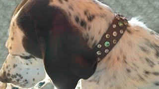 Biothane Dog Collars are the Best  Part 2  April 2017 [upl. by Bithia]