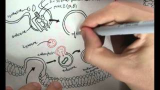 Immunology  Innate Immunity MHC processing [upl. by Richmal299]