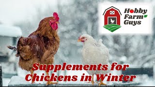 Adding Supplements to Boost Chickens Wintertime Health [upl. by Lefton]