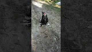 Belgian Duccle Rooster What a loud crow [upl. by Eedyaj]