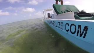 Belize Permit FIshing [upl. by Nosak]