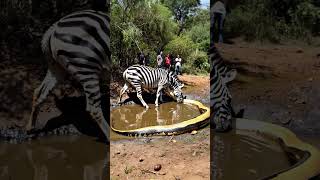 Zebra meets giant python youtubeshorts snake pythonsnake animals bigpython RareAnimals [upl. by Akili364]