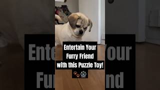 Your Pup Needs This Puzzle Toy  dog pets dogplaying puzzle [upl. by Annaik]