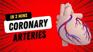 Coronary Arteries  in 2mins [upl. by Eat]