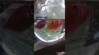 Colour full tetrasfishbowlsubscribe👍 [upl. by Nale740]