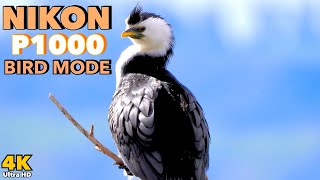 Nikon P1000 4K  Bird Mode Demo [upl. by Stinson445]