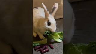 Casper Loves Romaine Lettuce healthyfamilyforce [upl. by Whalen]