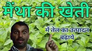 पिपरमिंट मेंथा की खेती से तेल का अधिक उत्पादन लें।Pipermint Mentha from oil production [upl. by Enilav]