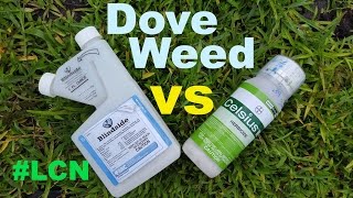 St Augustinegrass Doveweed Control Blindside vs Celsius Herbicide [upl. by Publea]