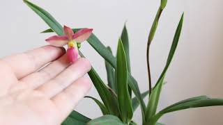 我的第二棵美洲兜兰初花 Phrag Hanne Popow My second phragmipedium in bloom now [upl. by Margherita]