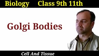 Golgi Bodies Golgi Apparatus its structure and functions class 9 and 11 [upl. by Erodaeht43]