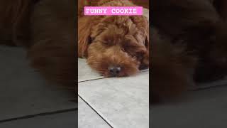 FUNNY COOKIE EPISODE 1 [upl. by Hellah]