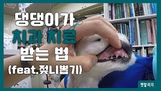 강아지가 이갈이 feat 젖니 뽑기 두리틀 동물병원정인수 수의사  펫칼리지 [upl. by Bluma442]