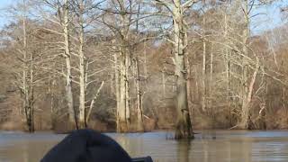 Reelfoot Lake Duck Hunting Morning Boat Ride [upl. by Etnuaed64]