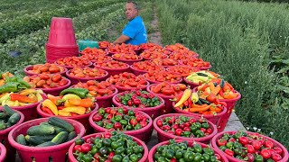 A VEGETABLE FARMERS AMAZING 2022 FROM PLANTING TO HARVEST [upl. by Ativak534]