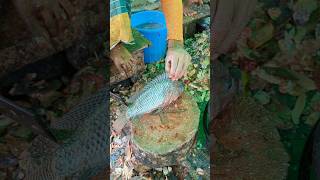 Large Giant Size Tilapia Fish Cutting Skills In Fish Market😱😳  shorts fishcuttingvideos [upl. by Kciredec]