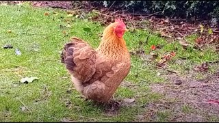 Settled with her new FLOCK 🐔 Our New PEKIN BANTAM HEN bantamchickens cutechicken pekinbantam hen [upl. by Aliza530]