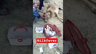 milkfever in cows milk fever 🤒 milkfever cows cowvideos shortsfeed trending [upl. by Armand83]