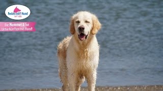 FERIEN MIT HUND an der NORDSEE  KÜSTE LAND und MEER [upl. by Gardiner439]