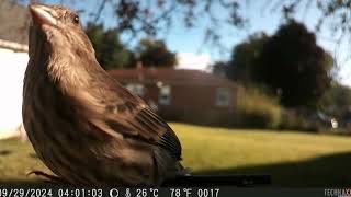 🐦‍⬛Bird Cam Action🐦‍⬛ [upl. by Aikram]