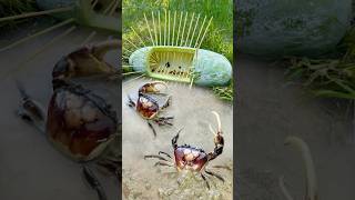 Survival Skills Simple But Very Useful with Winter Melon Crab Trap survival shorts outdoors [upl. by Inverson409]