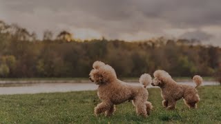 The Standard Goldendoodle A Gentle Giant [upl. by Christye528]