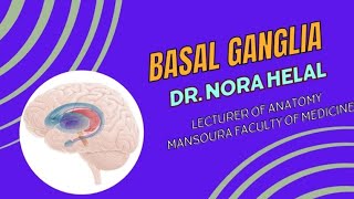 Anatomy of Basal Ganglia [upl. by Laiceps]