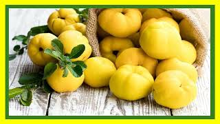 knowledge  Nutrientrich  Quinces contain fiber  and several essential vitamins [upl. by Iduj]