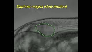 Daphnia magna heart beat video tracked by Mask RCNN [upl. by Lizzie71]