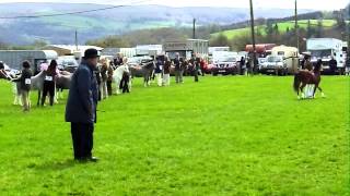 Glanusk Welsh Stallion Show [upl. by Dawkins]