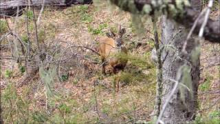 Huemul en Reserva Nacional Ñuble [upl. by Naaitsirhc]