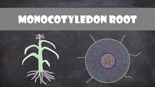 Monocot Root Structure  Plant Biology [upl. by Blaire345]