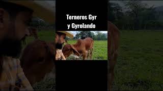 Terneros Gyr y Gyrolando [upl. by Omland]