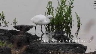 DeKleine ZilverReiger aan het vissen film HD 1080p [upl. by Ocin22]