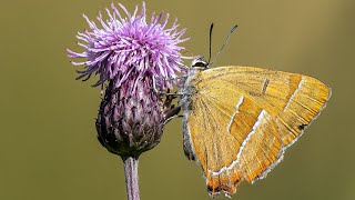 Brown Hairstreak at Otmoor [upl. by Henley]