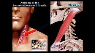 Anatomy Of The Sternocleidomastoid Muscle  Everything You Need To Know  Dr Nabil Ebraheim [upl. by Tamis]