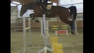 wwwsporthorsesonlinecom 2008 Holsteiner jumping mare 135 cm sold [upl. by Jezabel538]