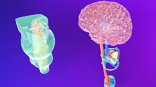 3D Medulla Embryology  Rhombencephalon Embryology Part 2  Neuroembryology Part 5 [upl. by Lipski517]