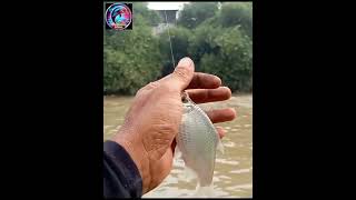 MANCING  MENGHILANG KAN KEJENUHAN DI CIKARANG DI SPOT CBL DI KASIH MAMAH RANCAK [upl. by Hodgkinson]