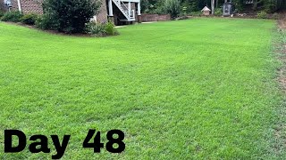 Seed Renovation Update  Seeded Zenith Zoysia  48 Day Update [upl. by Francie]