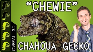 Chahoua quotChewiequot Gecko The Best Pet Lizard [upl. by Hoon]