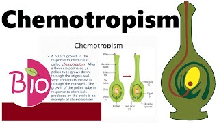 What is Chemotropism by Simply The Best BIO [upl. by Mloclam]