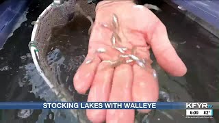 A recordbreaking year for walleye restocking in North Dakota lakes [upl. by Attelliw]