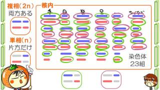 生物３章２話「生殖と減数分裂」ｂｙWEB玉塾 [upl. by Nrubloc488]