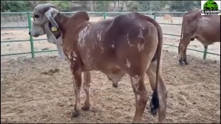 porque valen entre 3000 y 5000 dólares el Gyr lecheroEl Salvador en el Campo [upl. by Nacim]