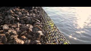 Chincoteague Shellfish Farms A Partnership for Sustainable Seafood Part 1 [upl. by Pederson429]