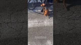 youtubeshorts staffie dogbreed staffy staffy [upl. by Eelimaj]