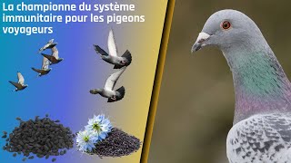 La championne du système immunitaire pour les pigeons voyageurs [upl. by Atlee]