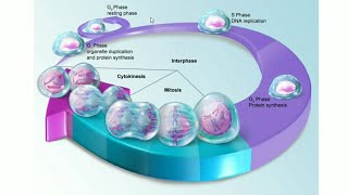 Le cycle cellulaire [upl. by Hakym]