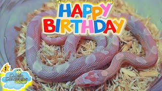 Cloud Colubrids ships out a snake for a girls 5th birthday 🎂 🐍 [upl. by Fabozzi]